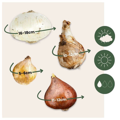 Bulb Mix Bulb Garden Colourful - 125 Pcs. - Flower Bulbs