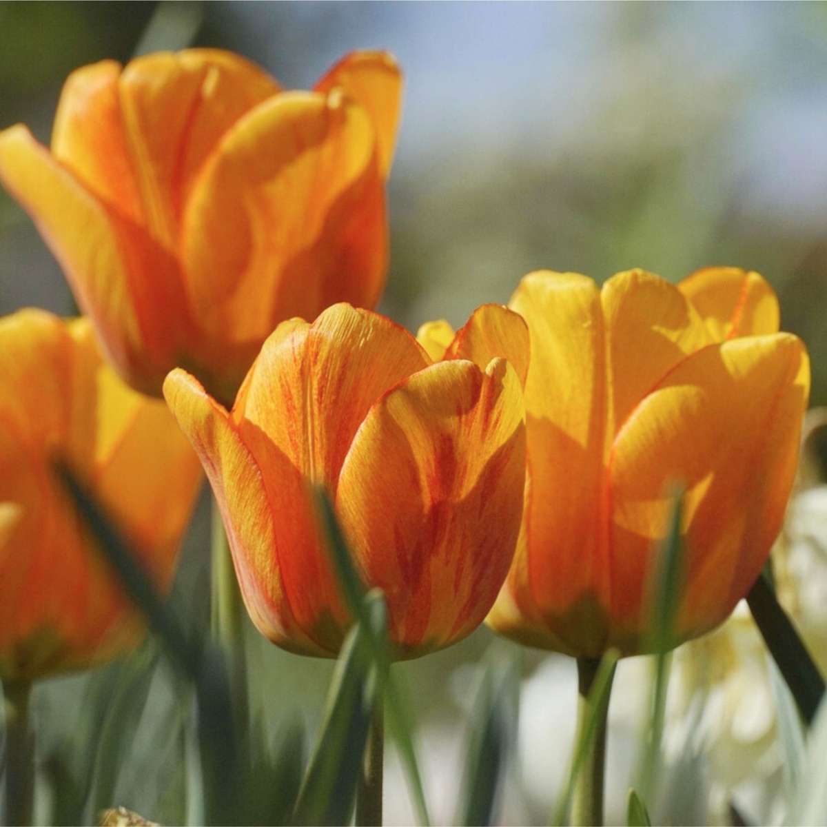 Bulb Mix Bulb Garden Colourful - 125 Pcs. - Flower Bulbs