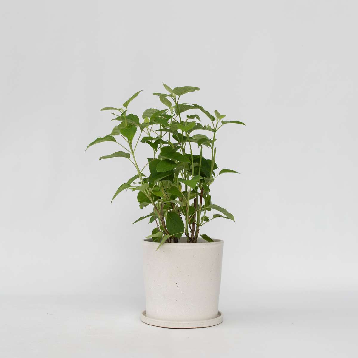 Hydrangea Hortensia - Hydrangea 'Strong Annabelle' - Height 30-40Cm - ⌀19Cm