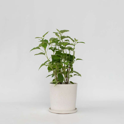 Hydrangea Hortensia - Hydrangea 'Strong Annabelle' - Height 30-40Cm - ⌀19Cm