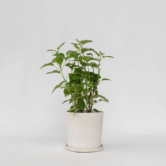 Hydrangea Hortensia - Hydrangea 'Strong Annabelle' - Height 30-40Cm - ⌀19Cm