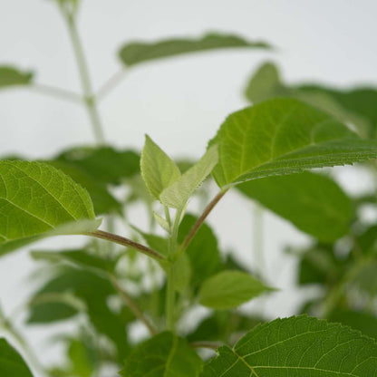Hydrangea Hortensia - Hydrangea 'Strong Annabelle' - Height 30-40Cm - ⌀19Cm