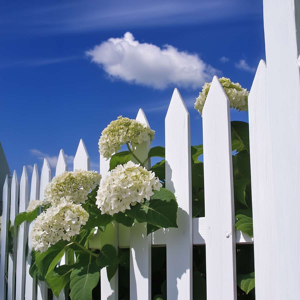 Hydrangea Hortensia - Hydrangea 'Strong Annabelle' - Height 30-40Cm - ⌀19Cm