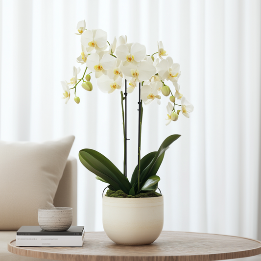 Phalaenopsis Moth Orchid - Phalaenopsis Multiflora - Height 35-45Cm - ⌀12Cm