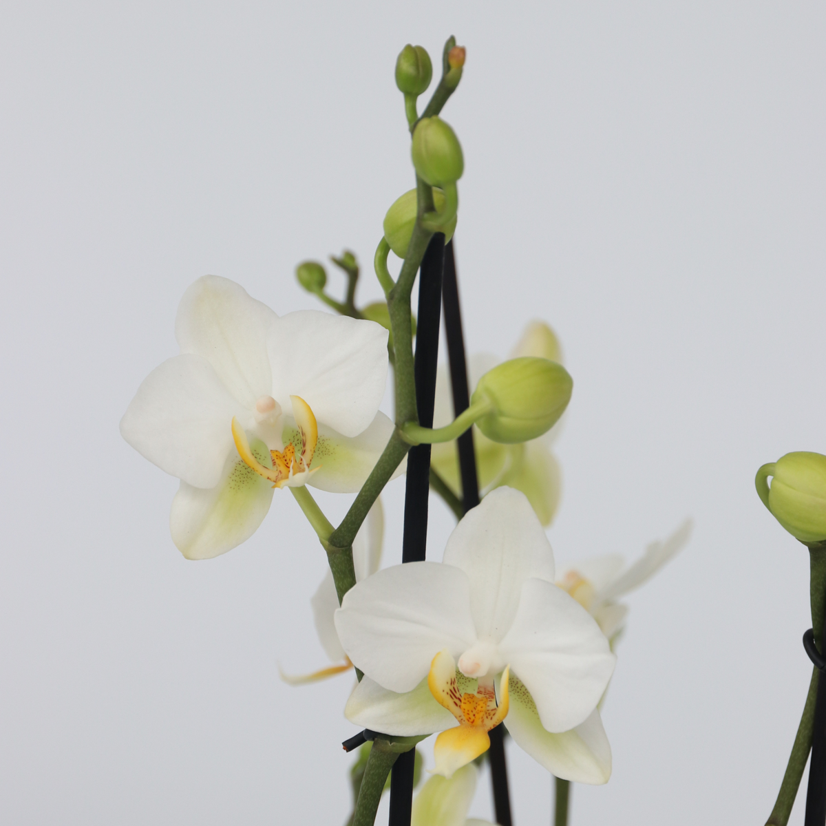 Phalaenopsis Moth Orchid - Phalaenopsis Multiflora - Height 35-45Cm - ⌀12Cm