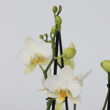 Phalaenopsis Moth Orchid - Phalaenopsis Multiflora - Height 35-45Cm - ⌀12Cm