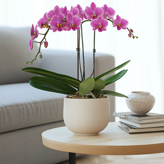 Phalaenopsis Moth Orchid - Phalaenopsis Multiflora - Height 35-45Cm - ⌀12Cm
