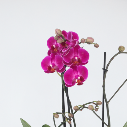 Phalaenopsis Moth Orchid - Phalaenopsis Multiflora - Height 35-45Cm - ⌀12Cm