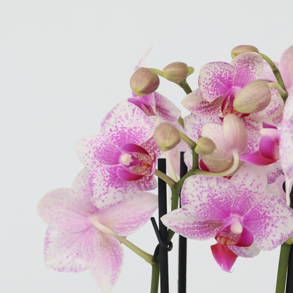 Phalaenopsis Moth Orchid - Phalaenopsis Multiflora - Height 35-45Cm - ⌀12Cm
