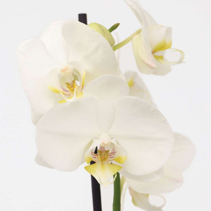 Phalaenopsis Moth Orchid - Phalaenopsis - Height 50-60Cm - ⌀12Cm