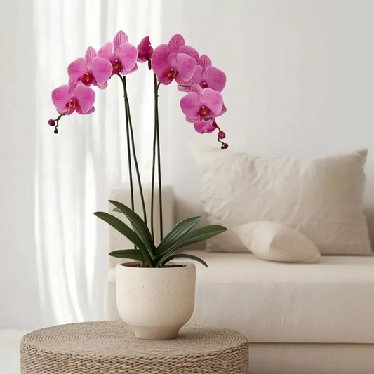 Phalaenopsis Moth Orchid - Phalaenopsis - Height 50-60Cm - ⌀12Cm