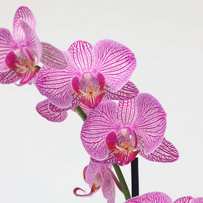 Phalaenopsis Moth Orchid - Phalaenopsis - Height 50-60Cm - ⌀12Cm