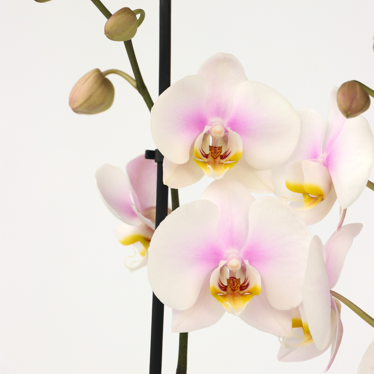 Phalaenopsis Moth Orchid - Phalaenopsis - Height 50-60Cm - ⌀12Cm