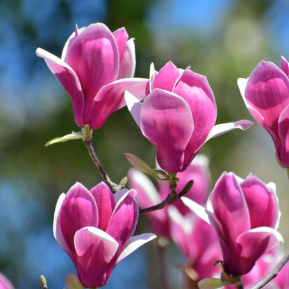 Magnolias - 3 Pcs. - Magnolia 'Susan' - Height 25-40Cm - ⌀9Cm
