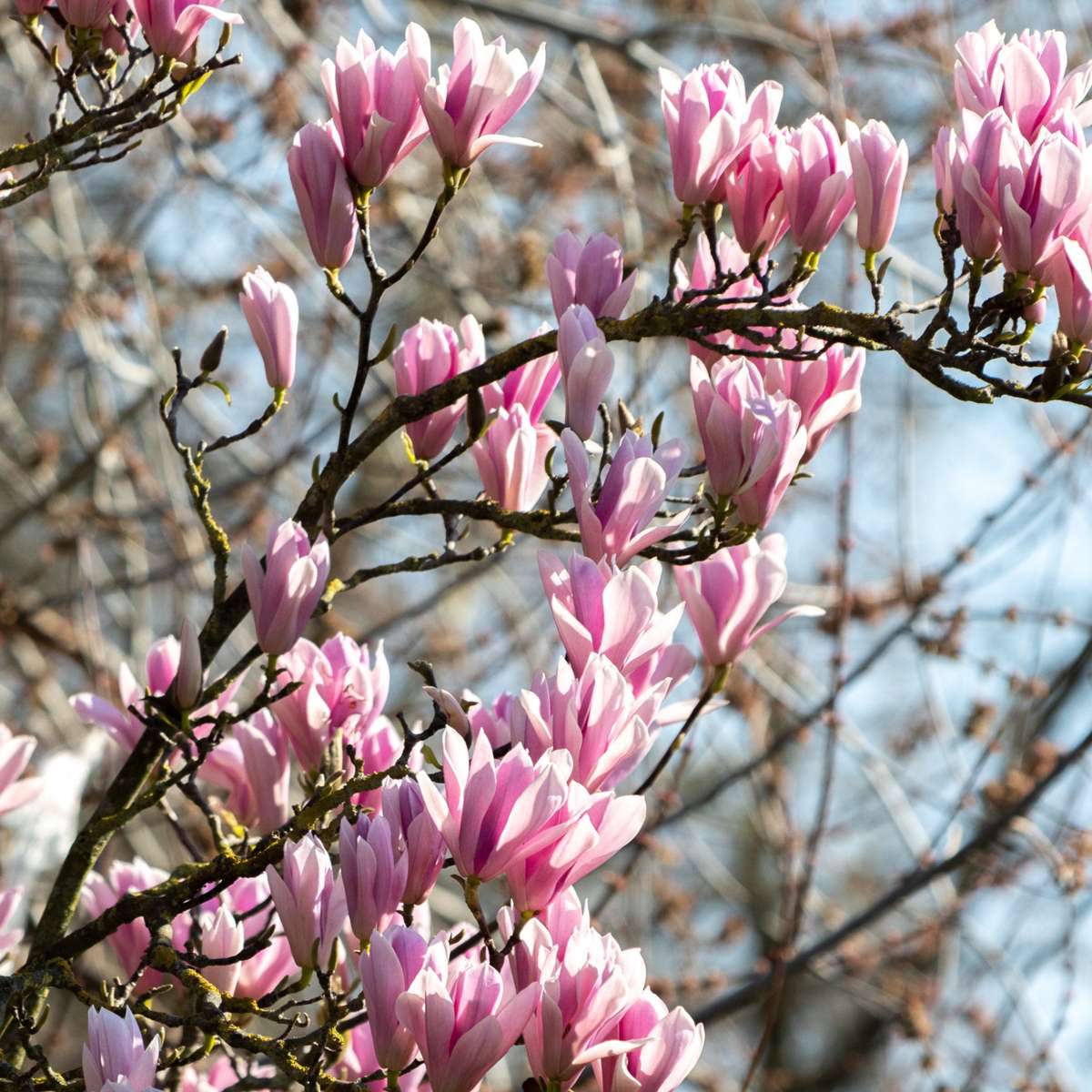 Magnolias - 3 Pcs. - Magnolia 'Soulangea' - Height 25-40Cm - ⌀9Cm