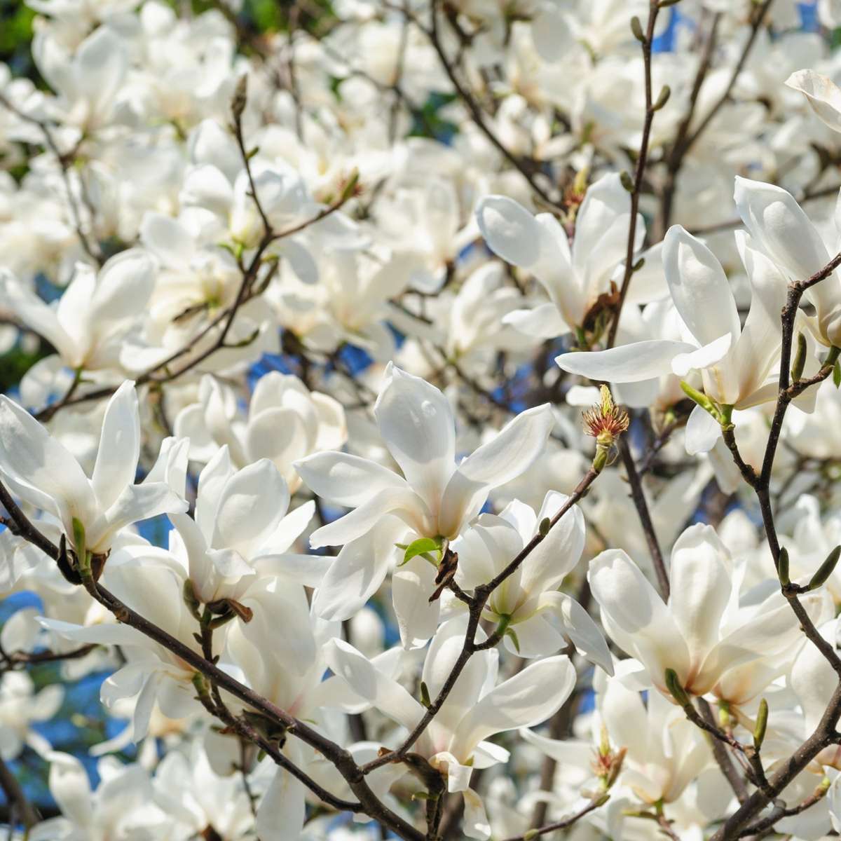Magnolias - 3 Pcs. - Magnolia 'Stellata' - Height 25-40Cm - ⌀9Cm