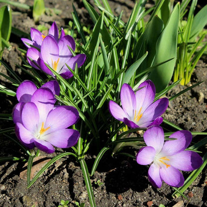 Crocus Bulbs - 100 Pcs. - Crocus 'Ruby Giant' - Flower Bulbs - Purple