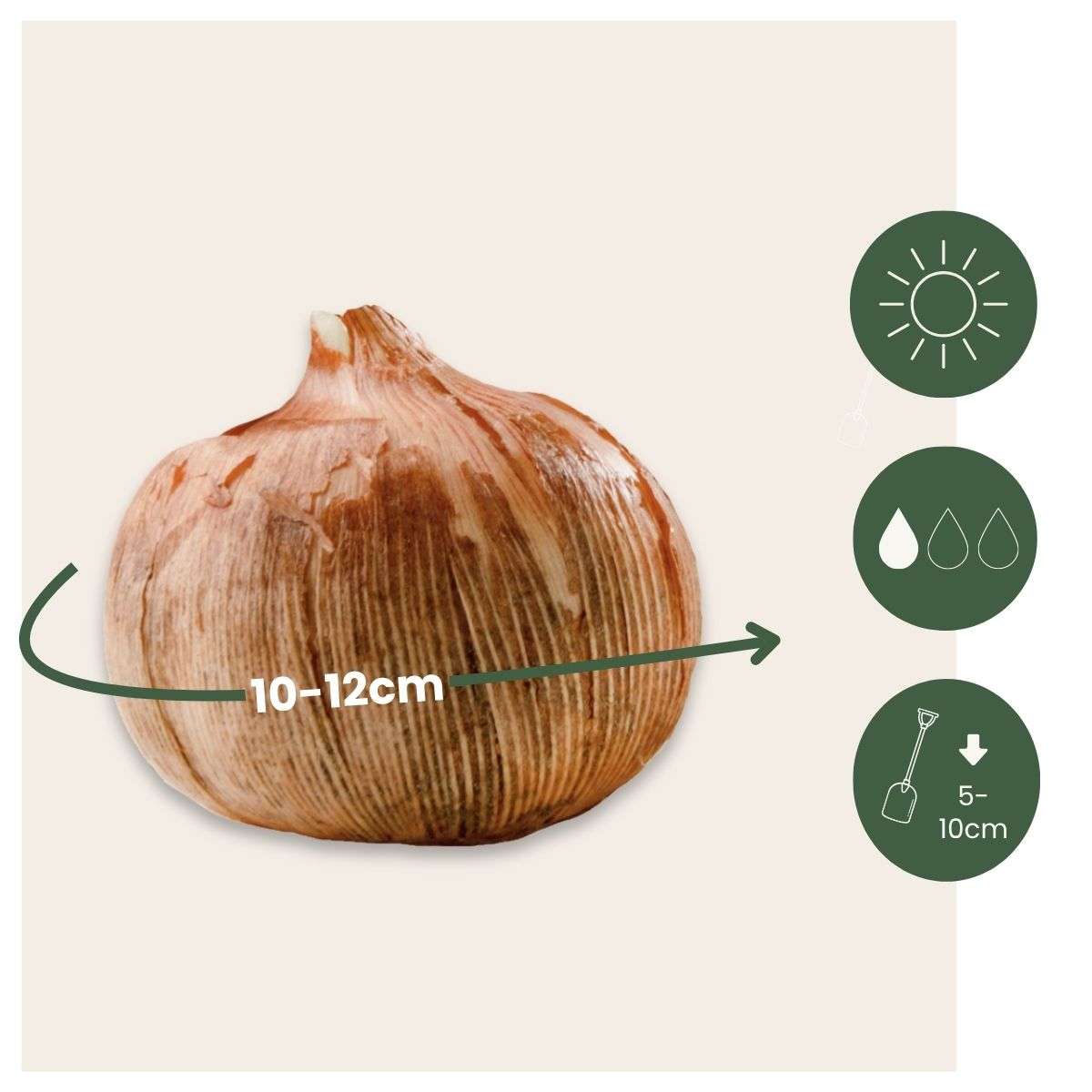 Crocus Bulbs - 100 Pcs. - Crocus 'Ruby Giant' - Flower Bulbs - Purple