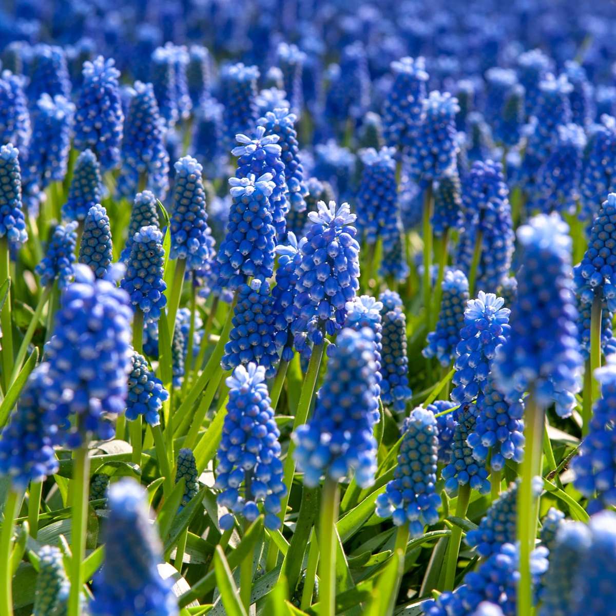 Grape Hyacinths - 100 Pcs. - Muscari Armeniacum - Flower Bulbs - Blue