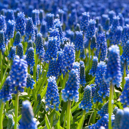 Grape Hyacinths - 100 Pcs. - Muscari Armeniacum - Flower Bulbs - Blue