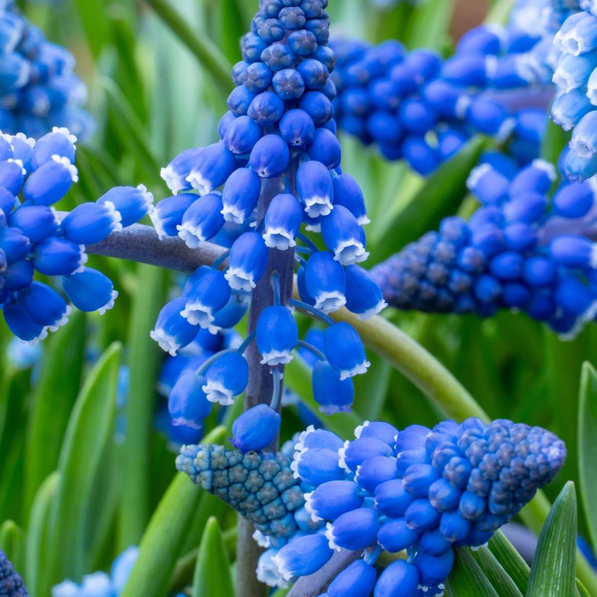Grape Hyacinths - 100 Pcs. - Muscari Armeniacum - Flower Bulbs - Blue