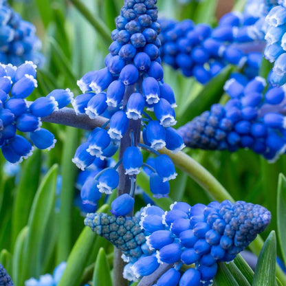 Grape Hyacinths - 100 Pcs. - Muscari Armeniacum - Flower Bulbs - Blue