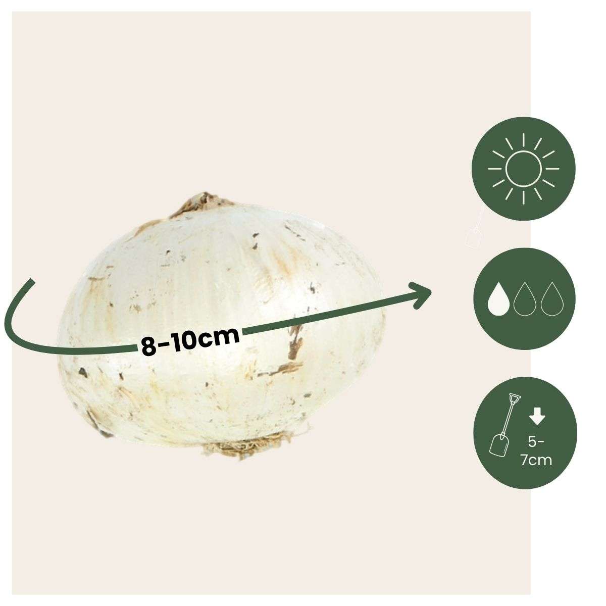 Allium Ornamental Onion - 30 Pcs. - Allium 'Purple Sensation' - Flower Bulbs - Purple