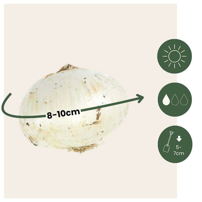 Allium Ornamental Onion - 30 Pcs. - Allium 'Purple Sensation' - Flower Bulbs - Purple