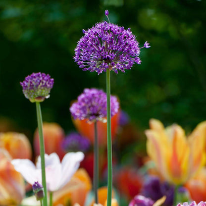 Allium Ornamental Onion - 30 Pcs. - Allium 'Purple Sensation' - Flower Bulbs - Purple
