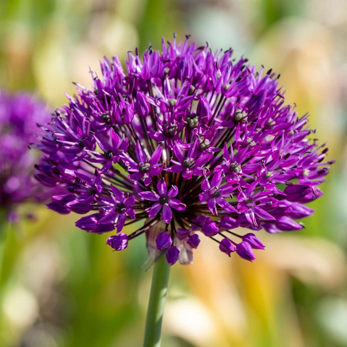 Allium Ornamental Onion - 30 Pcs. - Allium 'Purple Sensation' - Flower Bulbs - Purple