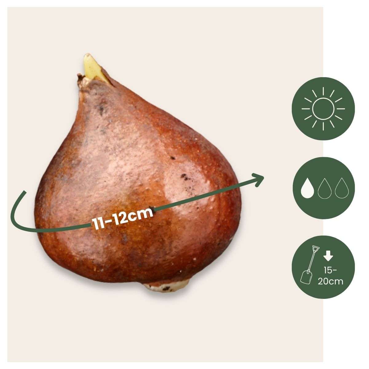 Tulip Bulbs - 60 Pcs. - Tulipa 'Flaming Beauty Mix' - Flower Bulbs