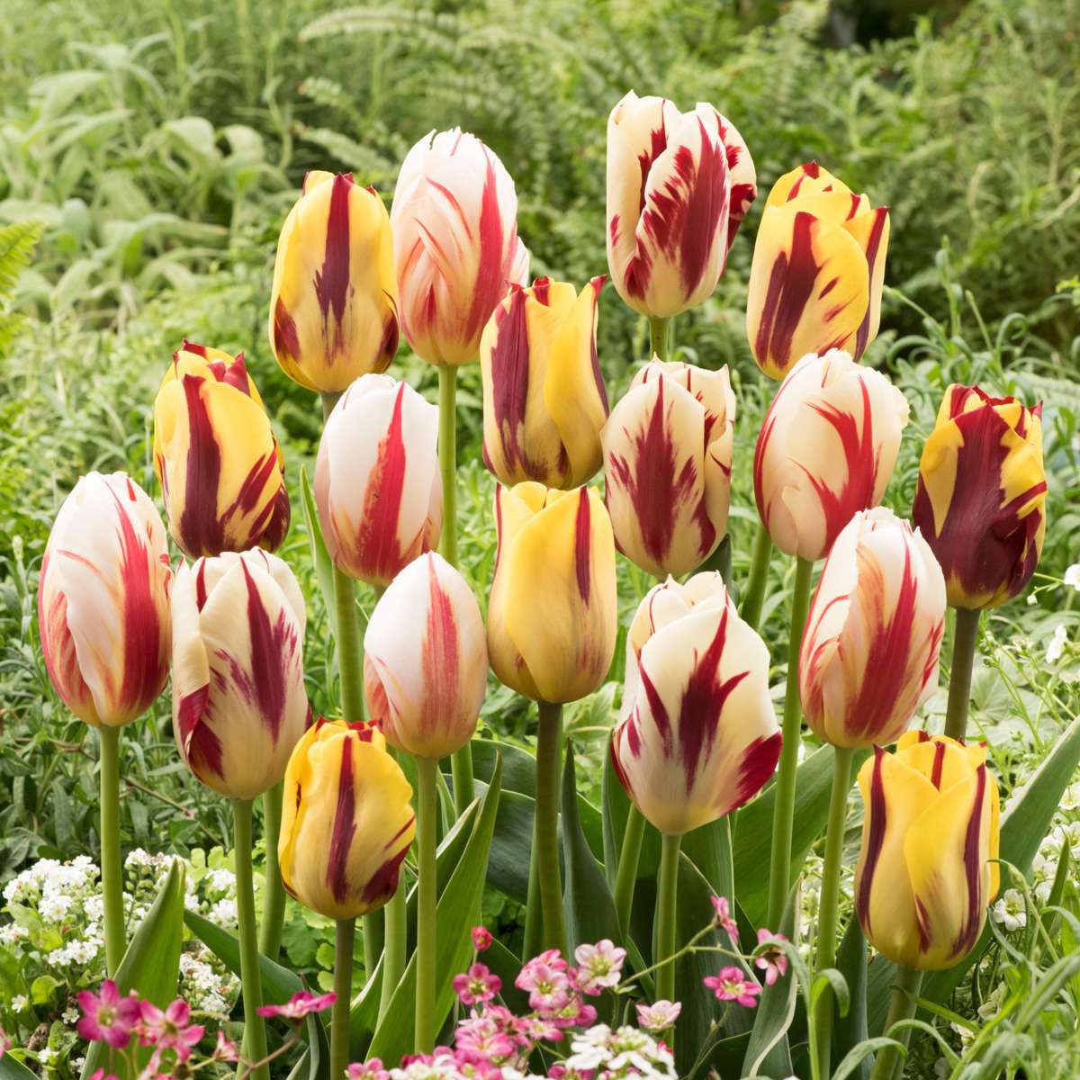 Tulip Bulbs - 60 Pcs. - Tulipa 'Flaming Beauty Mix' - Flower Bulbs