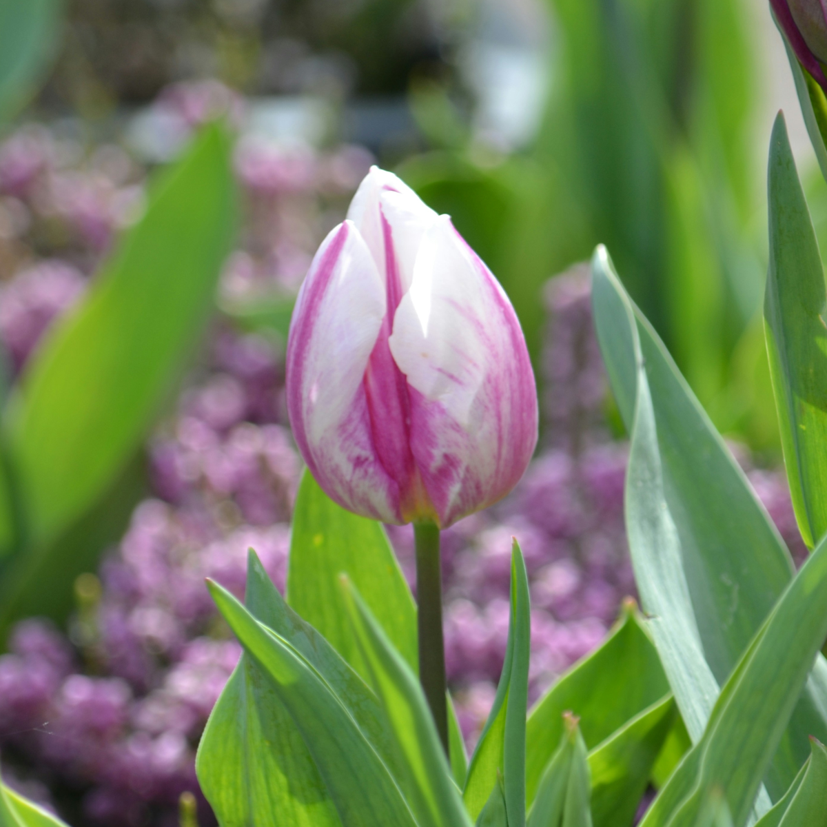 Tulip Bulbs - 60 Pcs. - Tulipa 'Flaming Beauty Mix' - Flower Bulbs