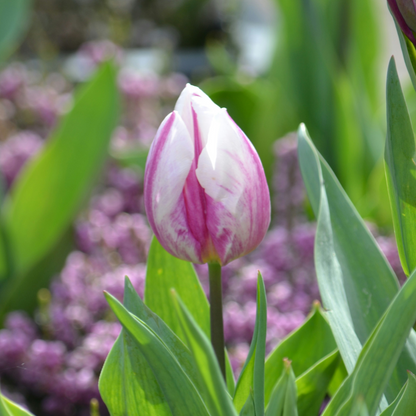 Tulip Bulbs - 60 Pcs. - Tulipa 'Flaming Beauty Mix' - Flower Bulbs