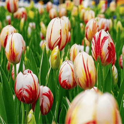 Tulip Bulbs - 30 Pcs. - Tulipa 'Flaming Beauty Mix' - Flower Bulbs