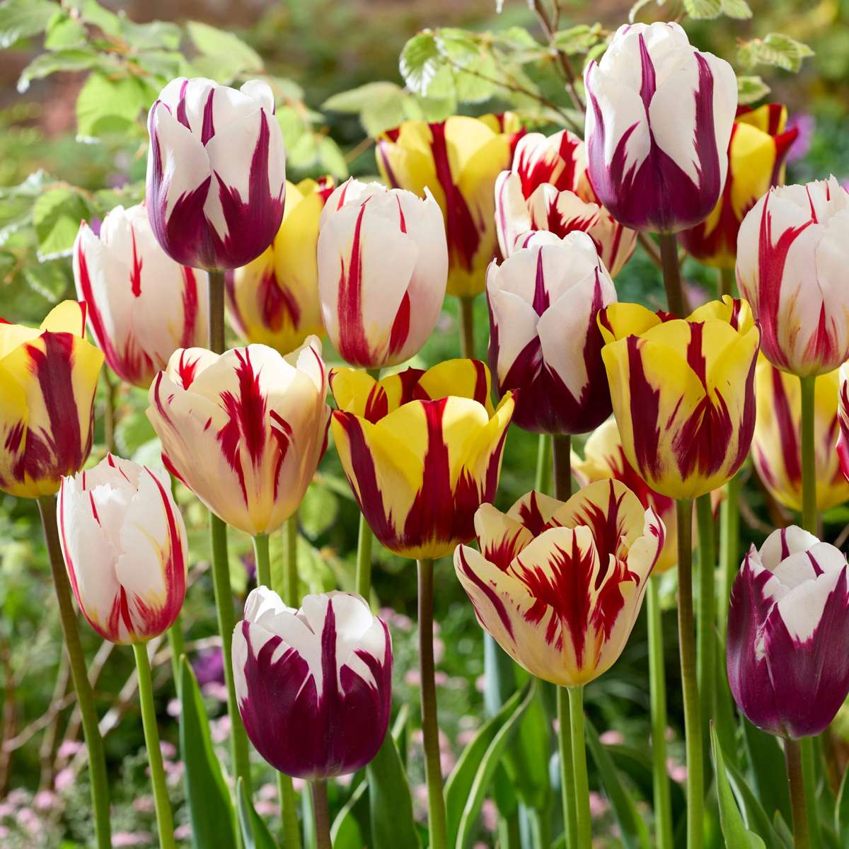 Tulip Bulbs - 30 Pcs. - Tulipa 'Flaming Beauty Mix' - Flower Bulbs