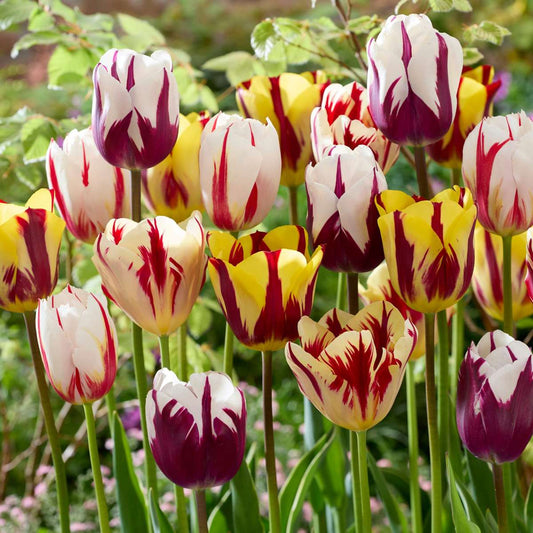 Tulip Bulbs - 30 Pcs. - Tulipa 'Flaming Beauty Mix' - Flower Bulbs