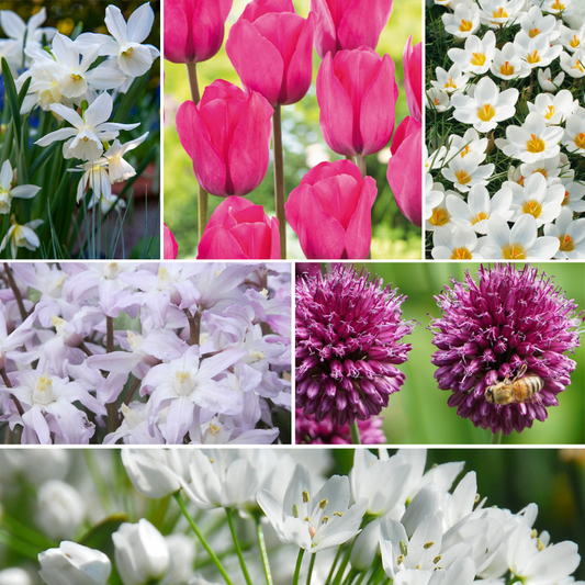 Bulb Mix Bulb Garden Nj Pink - 125 Pcs. - Flower Bulbs - Purple
