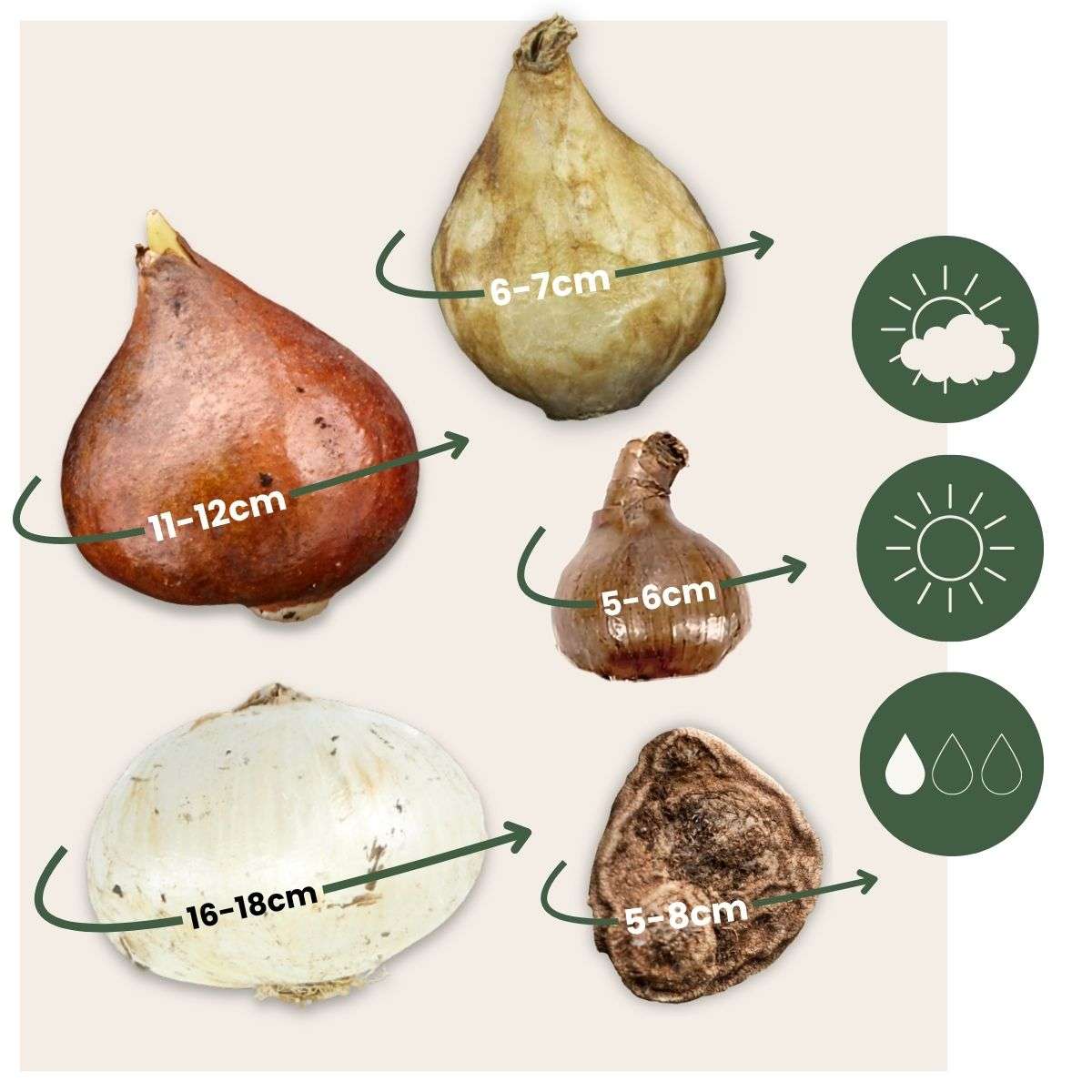 Bulb Mix Bulb Garden Nj Pink - 125 Pcs. - Flower Bulbs - Purple