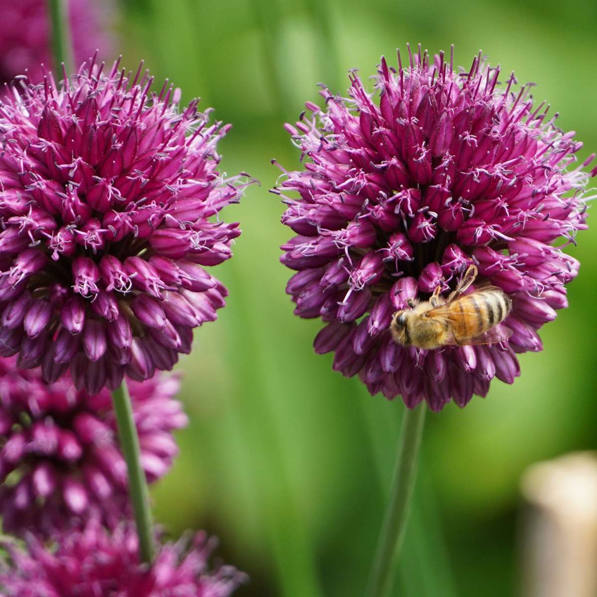 Bulb Mix Bulb Garden Nj Pink - 125 Pcs. - Flower Bulbs - Purple