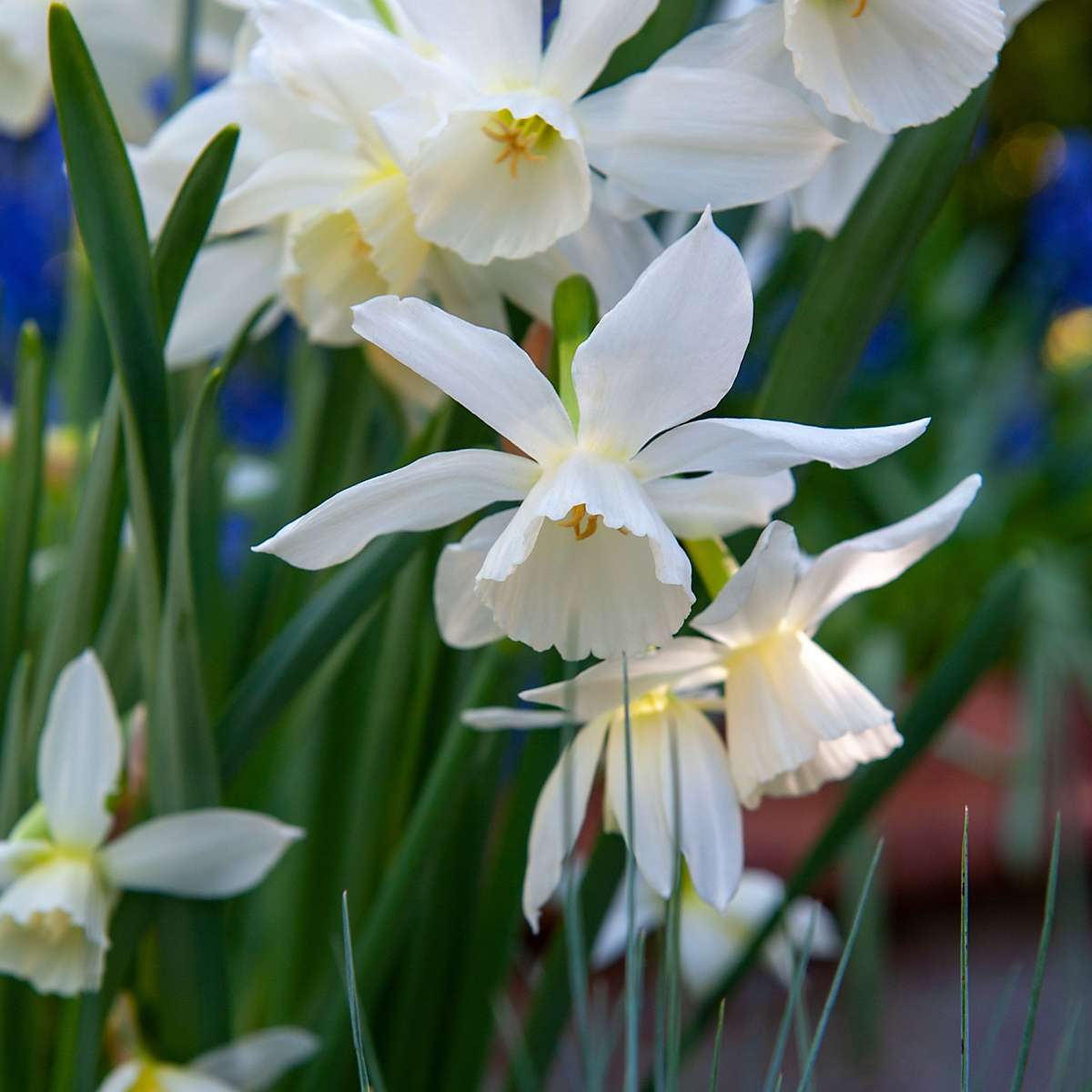 Bulb Mix Bulb Garden Nj Pink - 125 Pcs. - Flower Bulbs - Purple