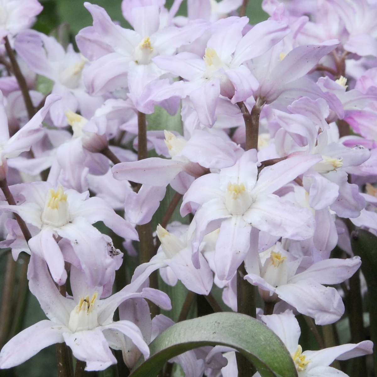 Bulb Mix Bulb Garden Nj Pink - 125 Pcs. - Flower Bulbs - Purple