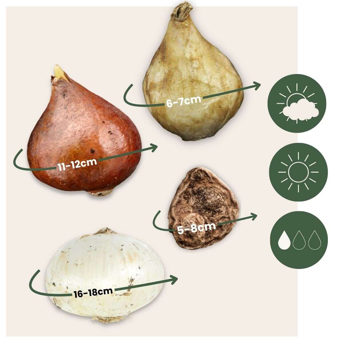 Bulb Mix Bulb Garden Nj Blue - 125 Pcs. - Flower Bulbs - Blue