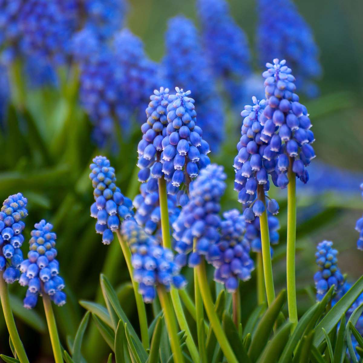 Bulb Mix Bulb Garden Nj Blue - 125 Pcs. - Flower Bulbs - Blue