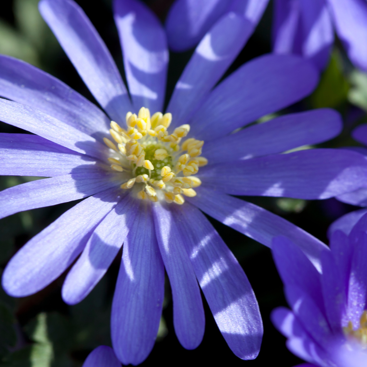 Bulb Mix Bulb Garden Nj Blue - 125 Pcs. - Flower Bulbs - Blue