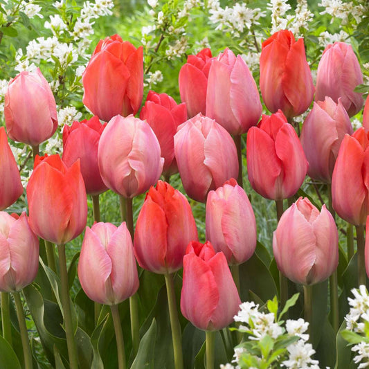 Tulip Bulbs - 80 Pcs. - Tulipa 'Salmon', 'Van Eijk' - Flower Bulbs - Red