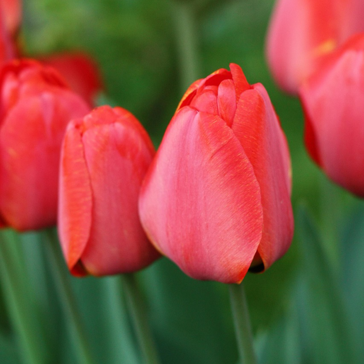 Tulip Bulbs - 80 Pcs. - Tulipa 'Salmon', 'Van Eijk' - Flower Bulbs - Red