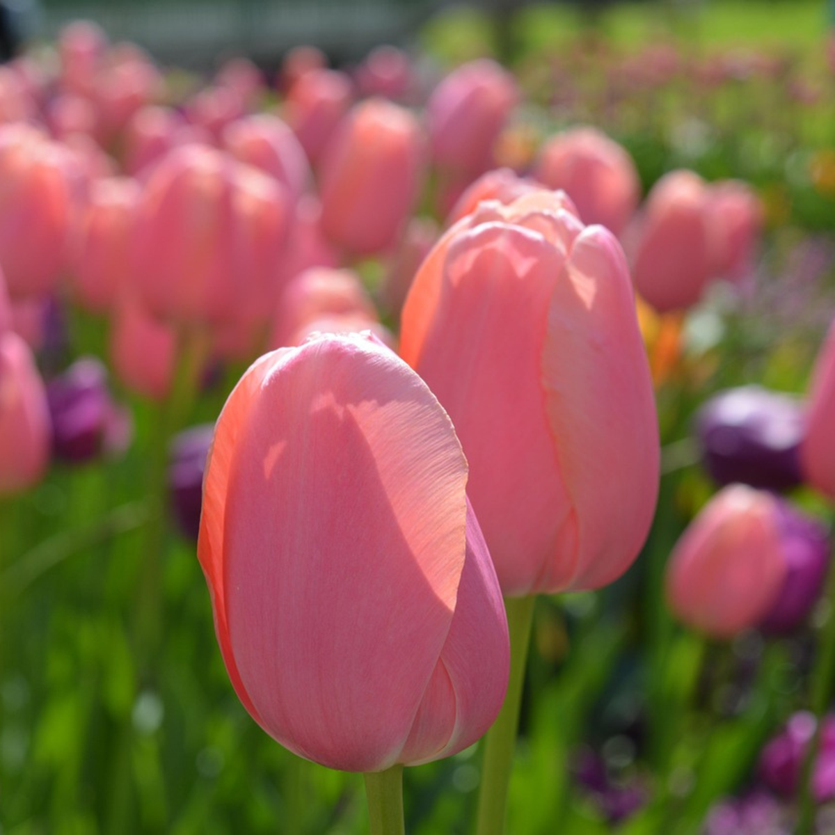 Tulip Bulbs - 80 Pcs. - Tulipa 'Salmon', 'Van Eijk' - Flower Bulbs - Red