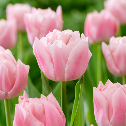 Tulip Bulbs - 25 Pcs. - Tulipa 'Dreamer' - Flower Bulbs - Pink