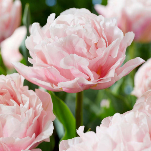 Tulip Bulbs - 15 Pcs. - Tulipa 'Dreamer' - Flower Bulbs - Pink